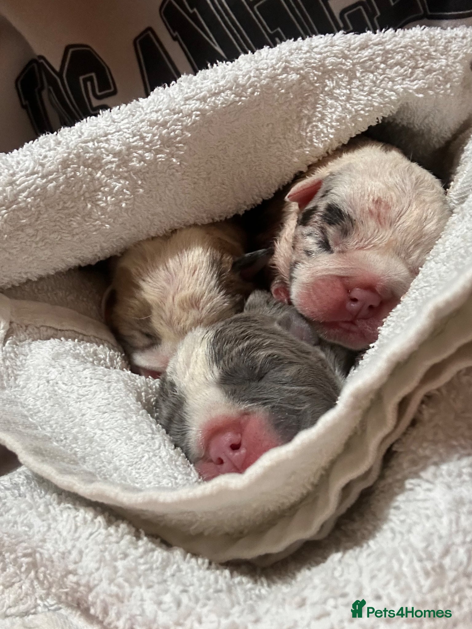 English Bulldog dogs for sale: 🐾 EXCEPTIONAL OLDE ENGLISH BULLDOG PUPPIES 🐾 - Advert 16