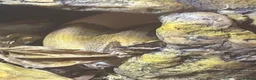 Python Snake reptiles for sale: Enchi Pied royal python  - Advert 3