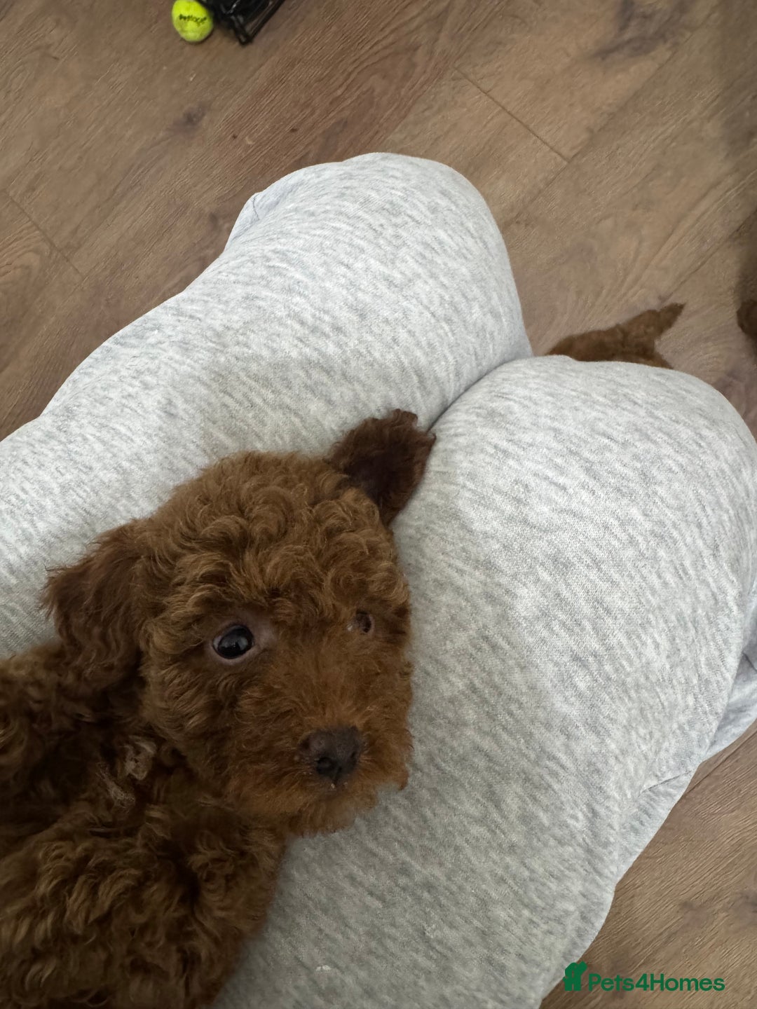 Miniature Poodle dogs for sale: 🐩 Outstanding Deep Red Miniature Poodle Puppies  - Advert 28