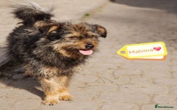 Mixed Breed dogs for adoption: 💖🐶 MALVINA 🐶💖 - Image 2