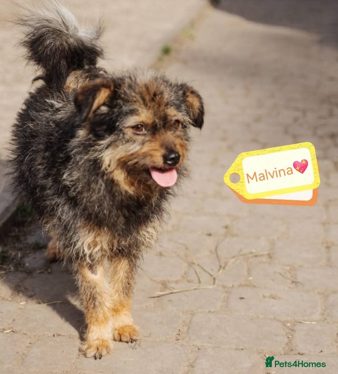 Mixed Breed dogs for adoption: 💖🐶 MALVINA 🐶💖 - Image 2