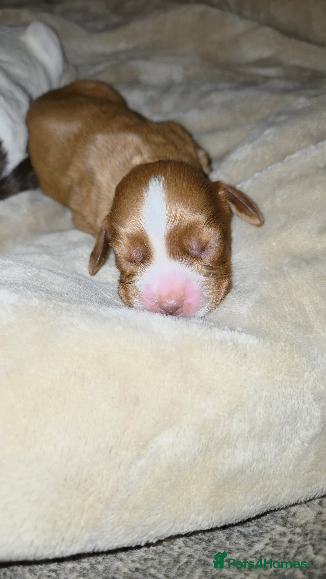 Cocker Spaniel dogs for sale: Cocker spaniel pups ready NEXT WEEK - Advert 9