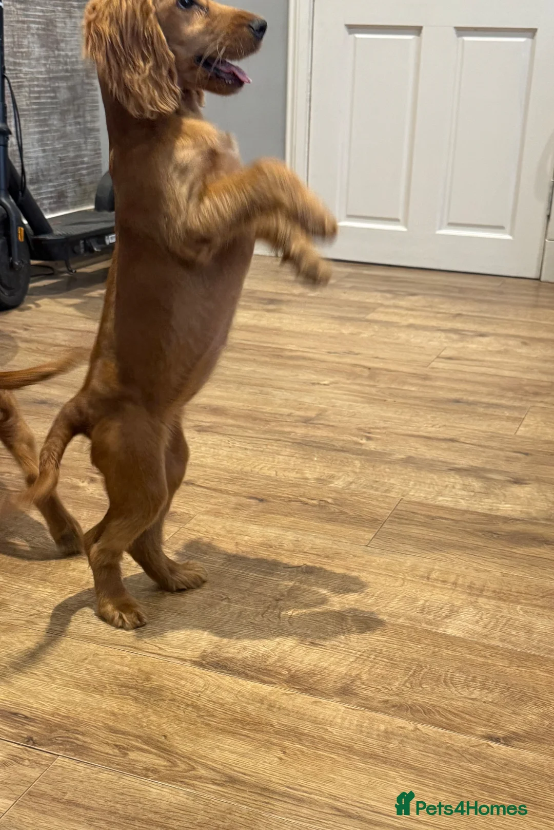 Cocker Spaniel dogs for sale: Cocker Spaniel Puppies - Advert 6