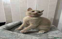 British Shorthair cats for sale: Stunning chunky British shorthair kittens GCCF Reg - Image 33