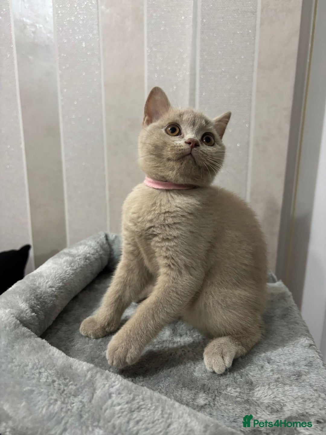 British Shorthair cats for sale: Stunning chunky British shorthair kittens GCCF Reg - Image 33