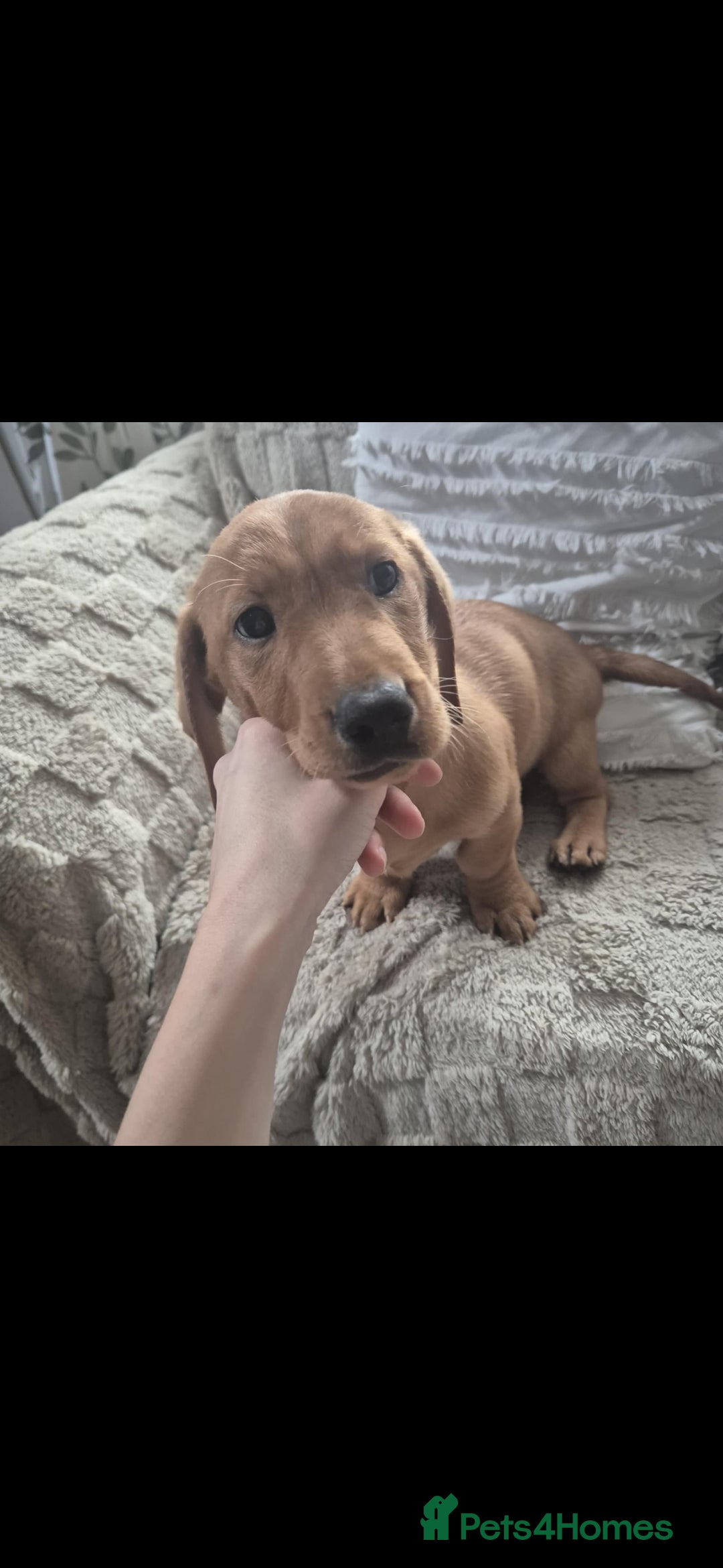 Mixed Breed dogs Dashador puppies  - Advert 18