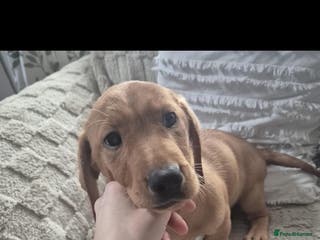 Mixed Breed dogs Dashador puppies - Advert 18