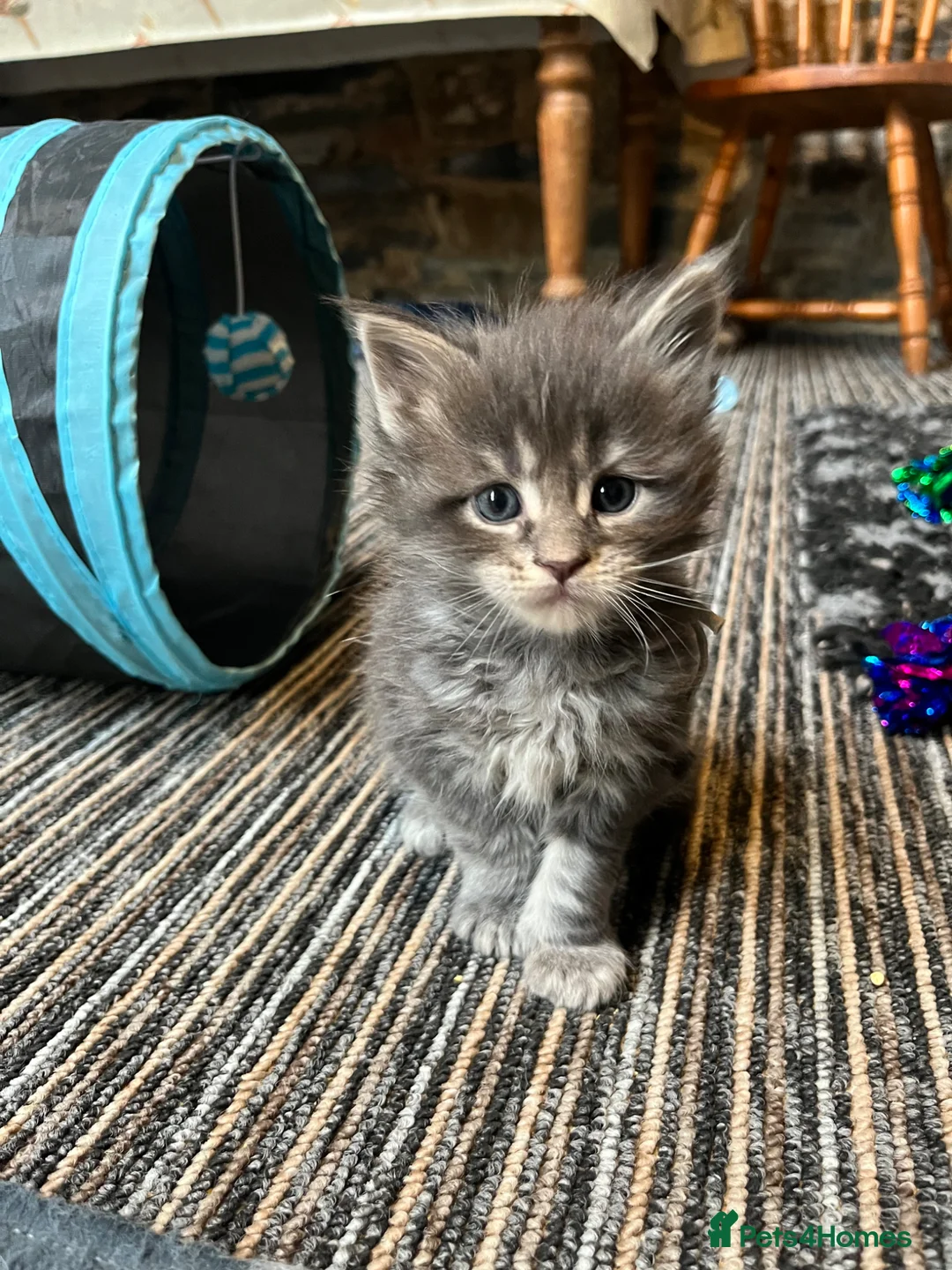 Maine Coon cats for sale: Stunning pedigree Maine coon kittens TICA  - Advert 1