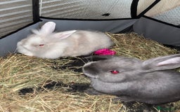 Mini Lop rabbits for sale: X2 bonded rabbits and hutch & cage - Image 4