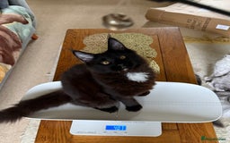 Maine Coon cats for sale: Pedigree ”TICA”  the last kitten left❣️ - Image 5