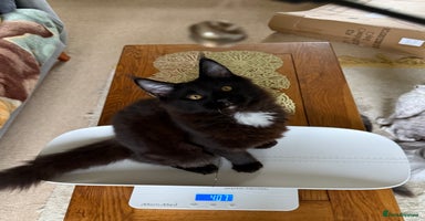 Maine Coon cats - Advert 3