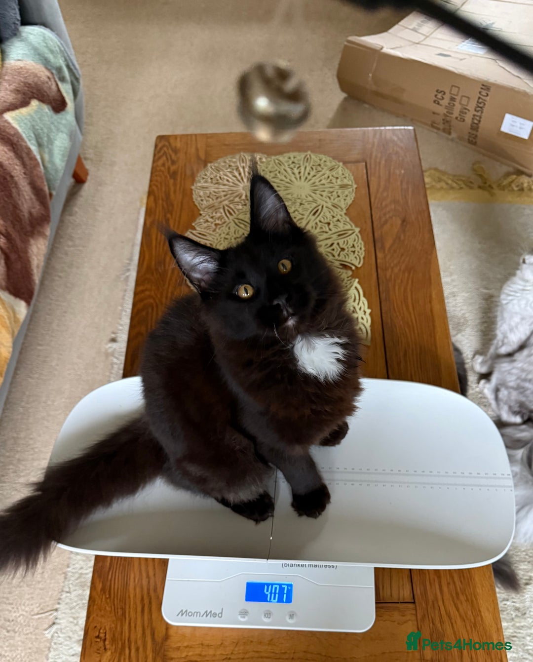 Maine Coon cats for sale: Pedigree ”TICA”  the last kitten left❣️ - Image 5