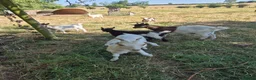 Goats livestock for sale: Pygmy goats  - Advert 5