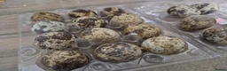 Quail poultry for sale: 🥚🐣 COTURNIX QUAIL EGGS FOR SALE! 🐣🥚 in Derby - Advert 2