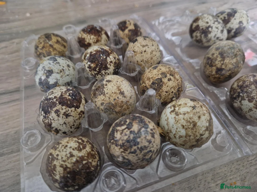 Quail poultry for sale: 🥚🐣 COTURNIX QUAIL EGGS FOR SALE! 🐣🥚 in Derby - Advert 2