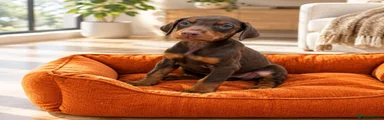 Dobermann 1
