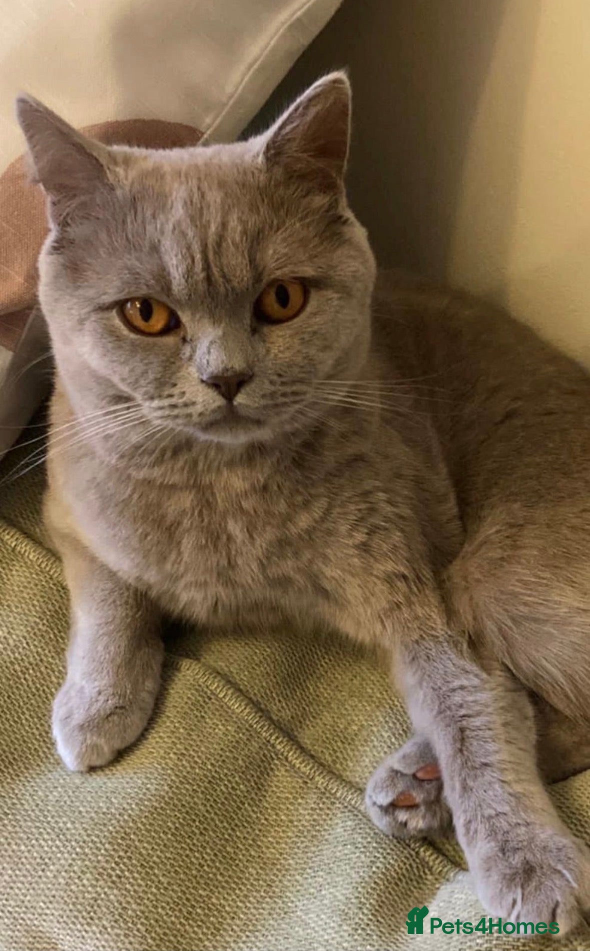 Scottish Fold cats Adorable Scottish Straight Kittens  - Advert 1