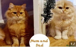 Scottish Fold cats for sale: Scottish Fold Kitten  - Image 11