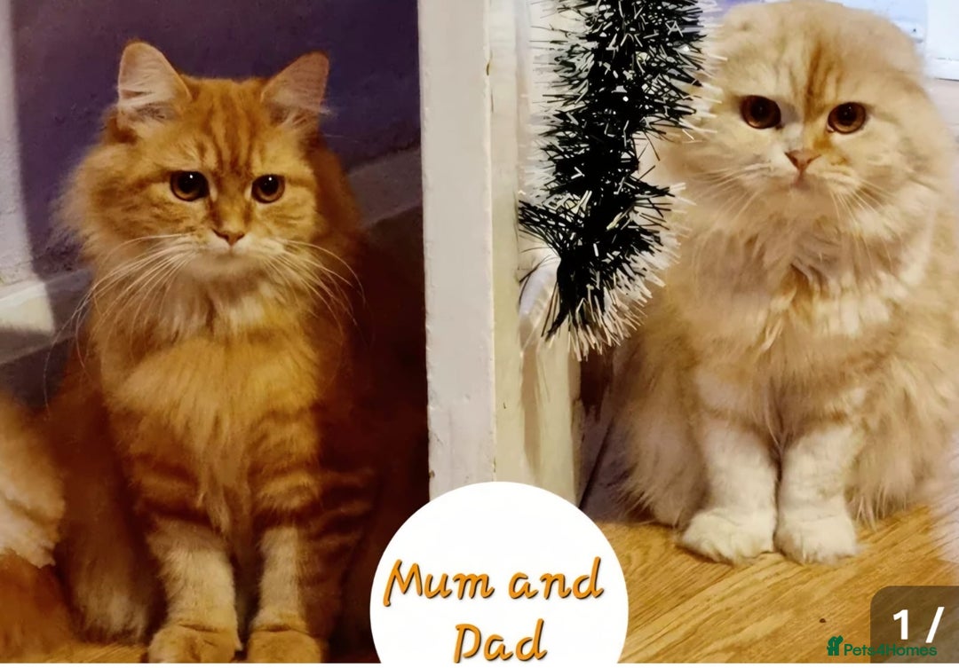 Scottish Fold cats for sale: Scottish Fold Kitten  - Image 11