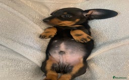 Miniature Dachshund dogs for sale: Pra clear miniature dachshunds - Image 17