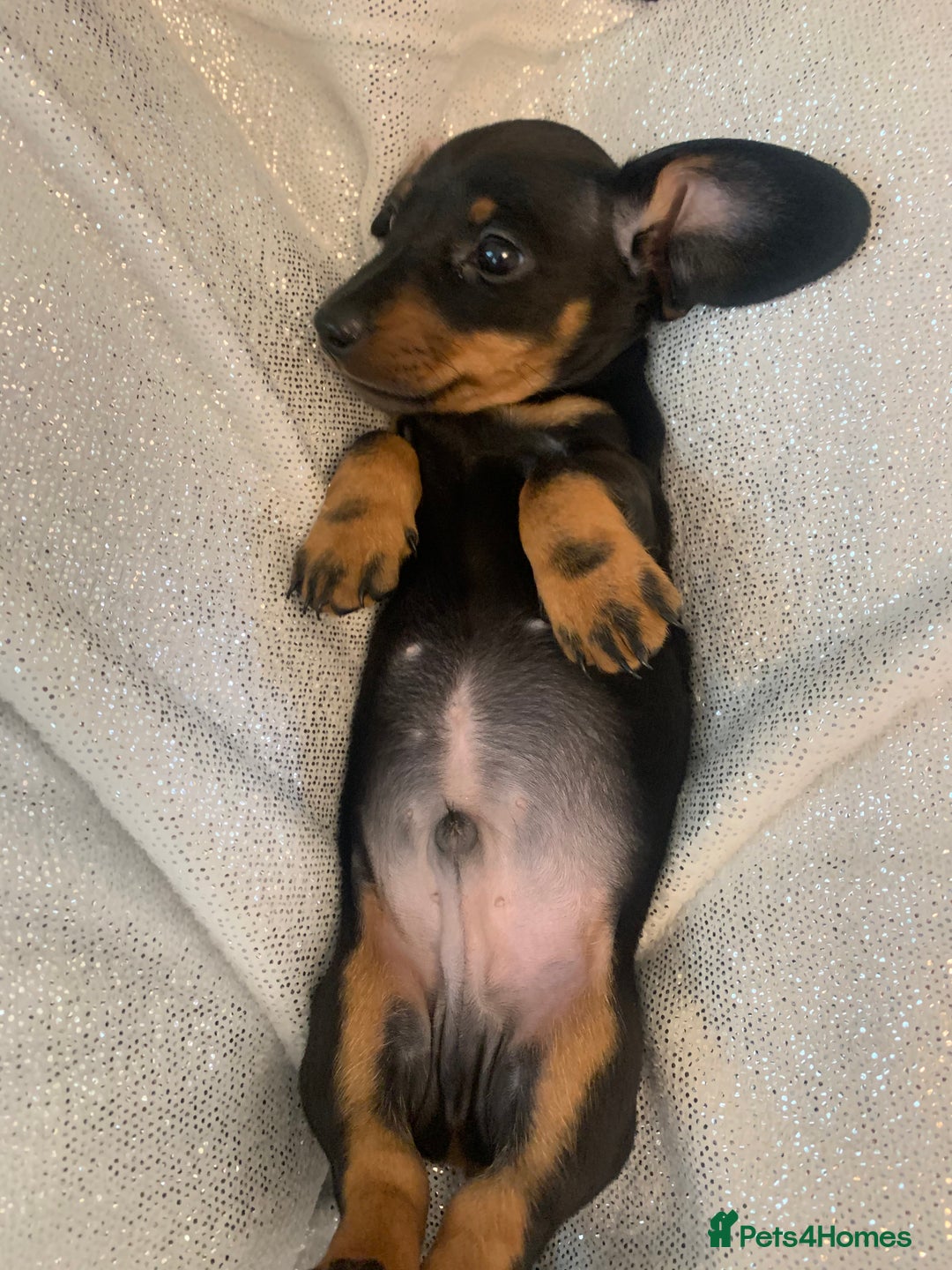 Miniature Dachshund dogs for sale: Pra clear miniature dachshunds - Image 17