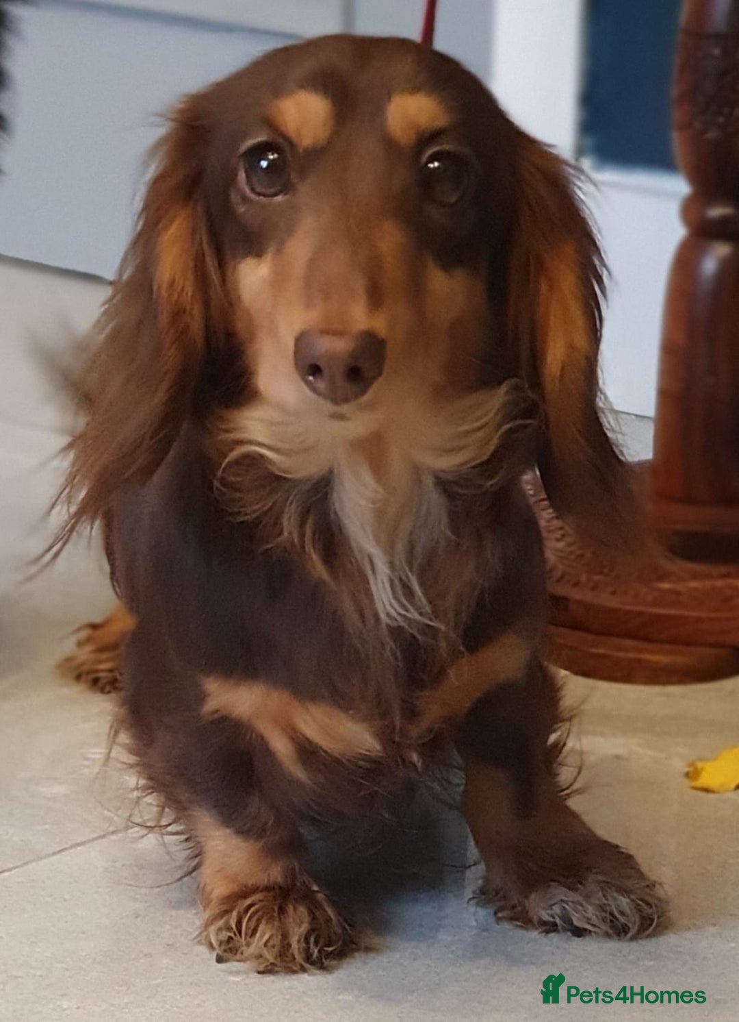 Miniature Dachshund dogs for sale: Miniature dachshund  - Advert 1