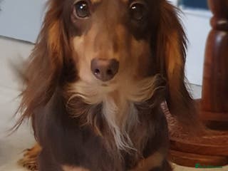 Miniature Dachshund dogs Miniature dachshund - Advert 3