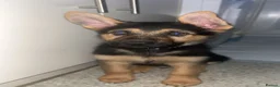 German Shepherd dogs for sale: German shepherd  - Advert 14