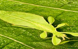 Stick Insects invertebrates for sale: Phyllium philippinicum nymphs (leaf insects) - Image 6