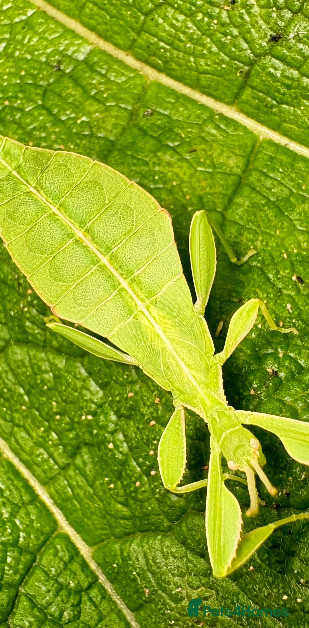 Stick Insects invertebrates for sale: Phyllium philippinicum nymphs (leaf insects) - Advert 6