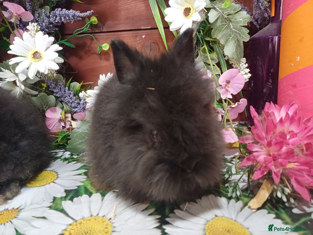 Lionhead rabbits for sale: 8 wk old Lionhead babies  in Barnsley - Image 6