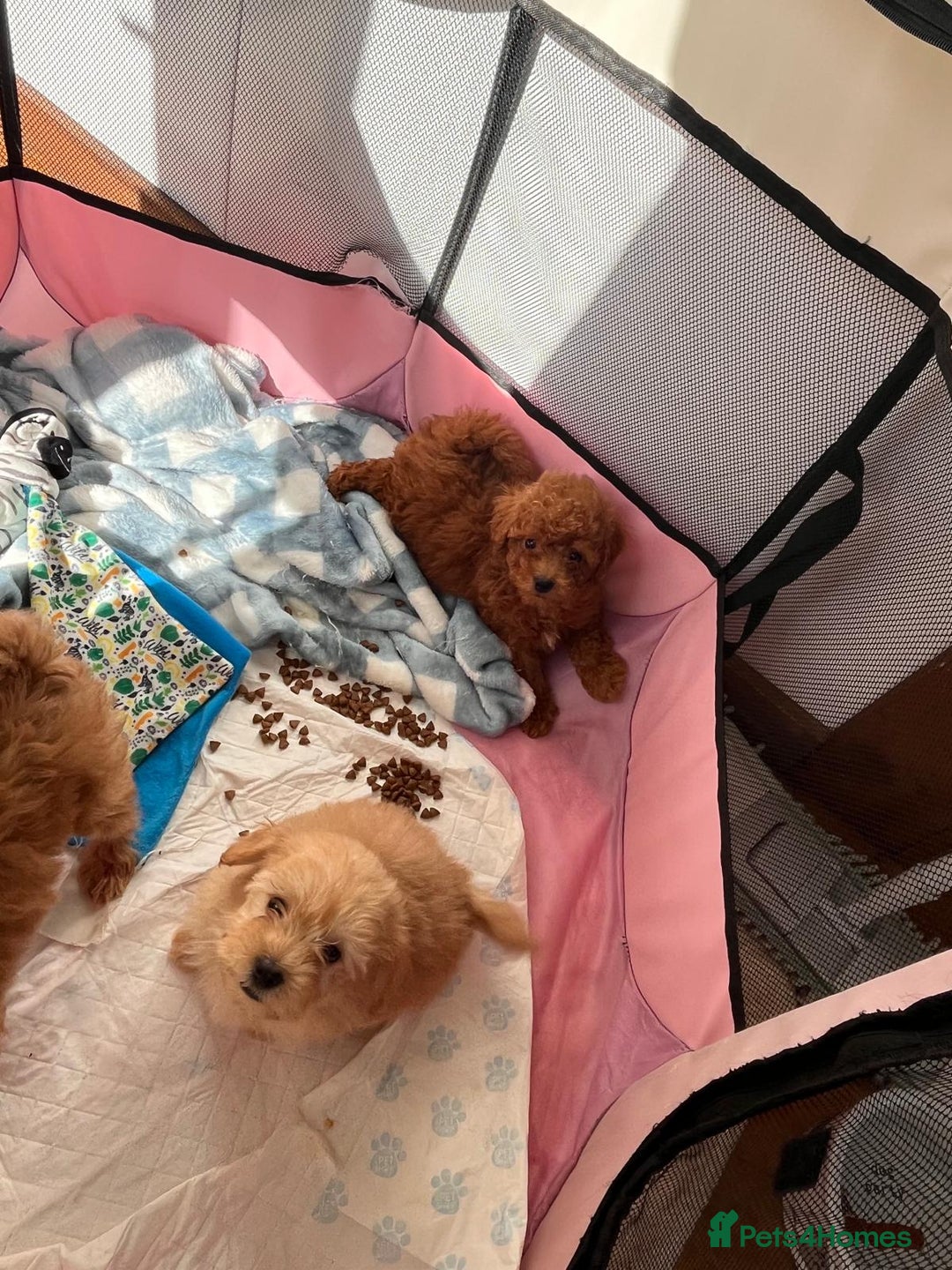 Maltipoo dogs for sale: 💫Tiny Red Boys Available Now💫 - Image 33