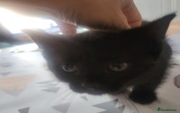 Domestic Shorthair cats for sale: Kittens - Image 14