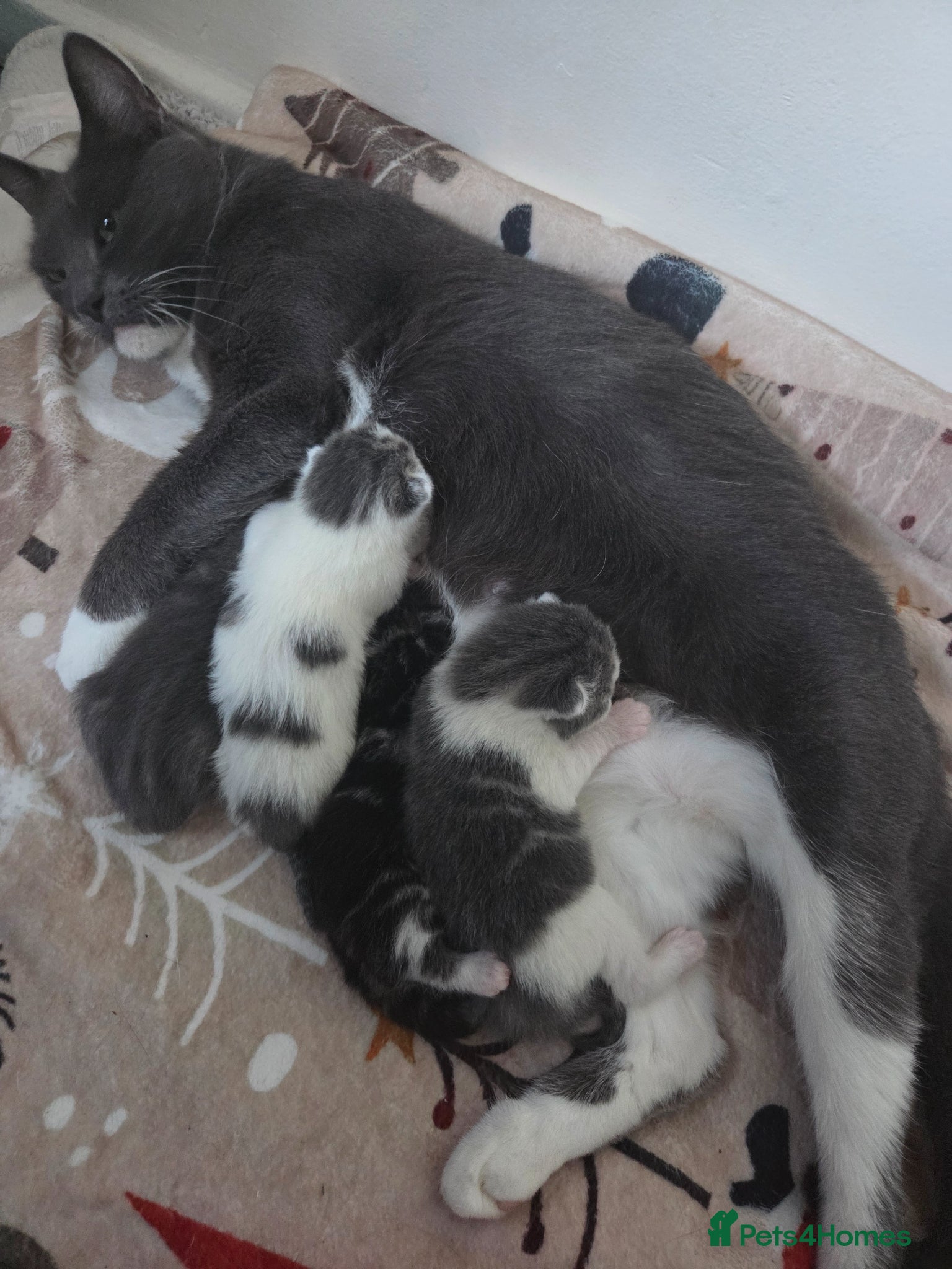 Mixed Breed cats Beautiful fluffy kittens for sale  - Advert 3