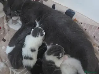 Mixed Breed cats Beautiful fluffy kittens for sale - Advert 3