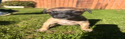 Whippet dogs for sale: 6th Generation Pedigree Whippets - Advert 23