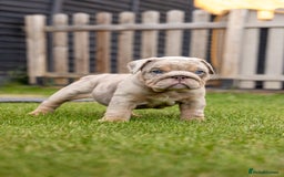 English Bulldog dogs for sale: English Bulldog puppies  - Image 14