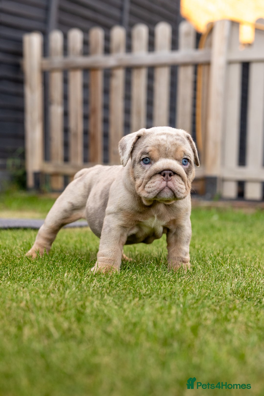 English Bulldog dogs for sale: English Bulldog puppies  - Image 14