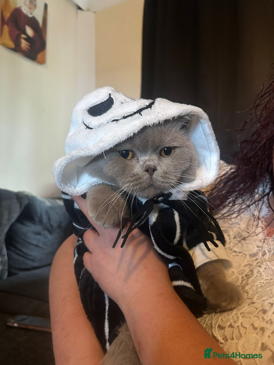 British Shorthair cats for stud: British shorthair proven stud - Advert 16