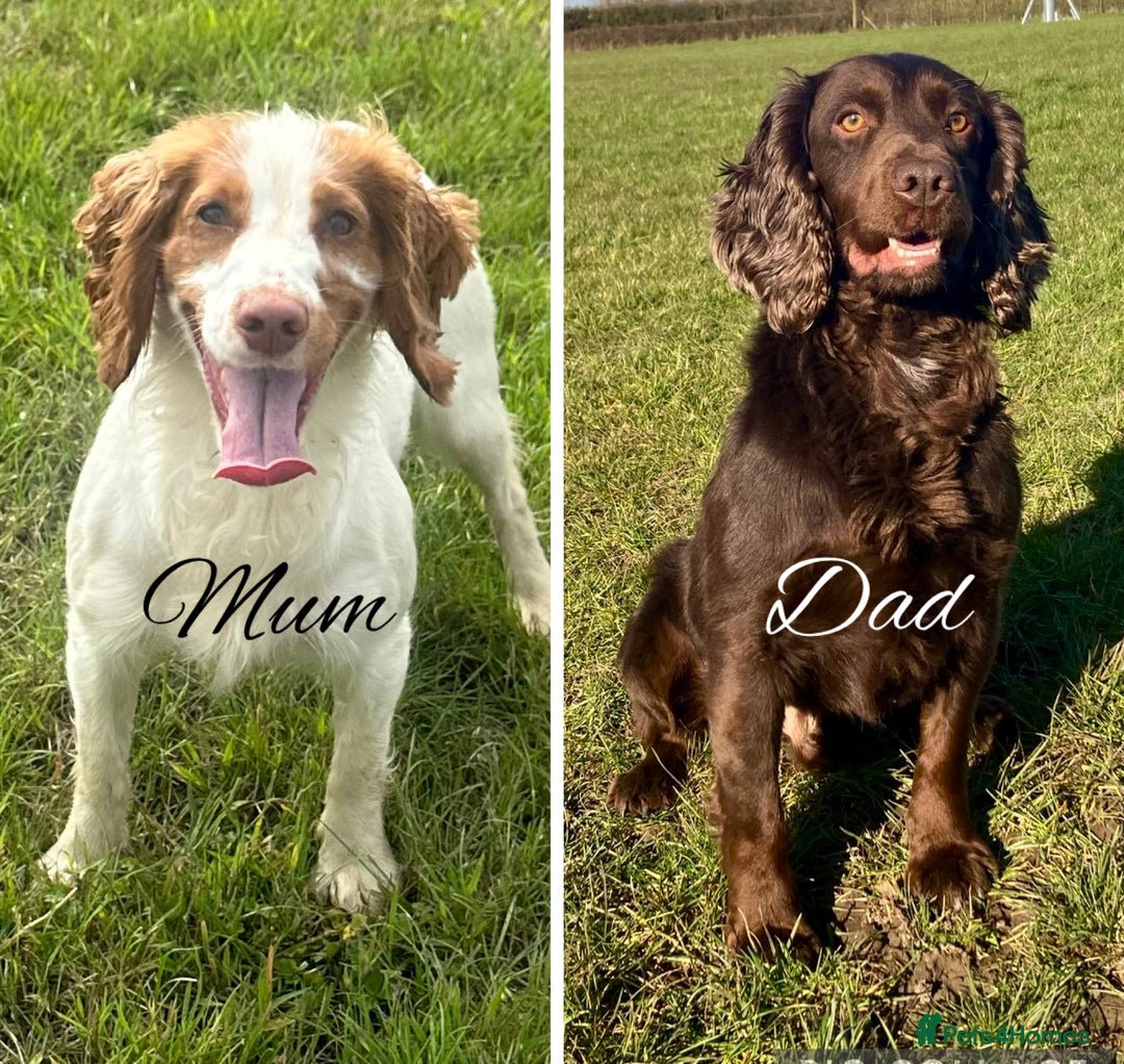 Cocker Spaniel dogs for sale: Outstanding KC Cocker Spaniel Puppies - Image 16