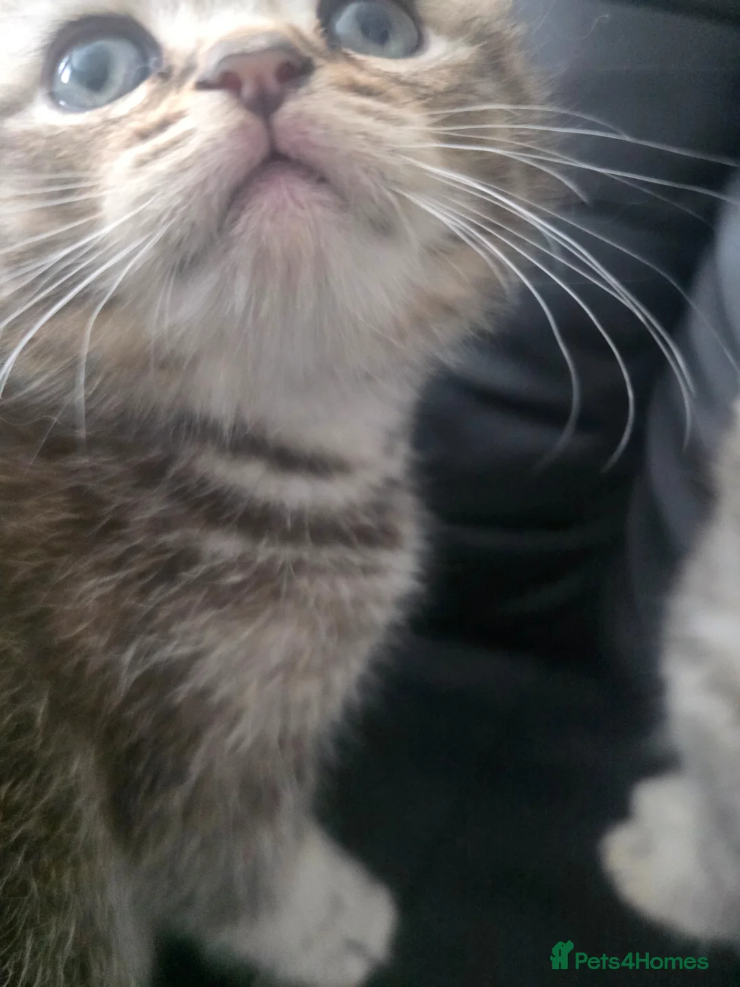 Scottish Fold cats for sale: Scottish fold kittens  for sale - Advert 11