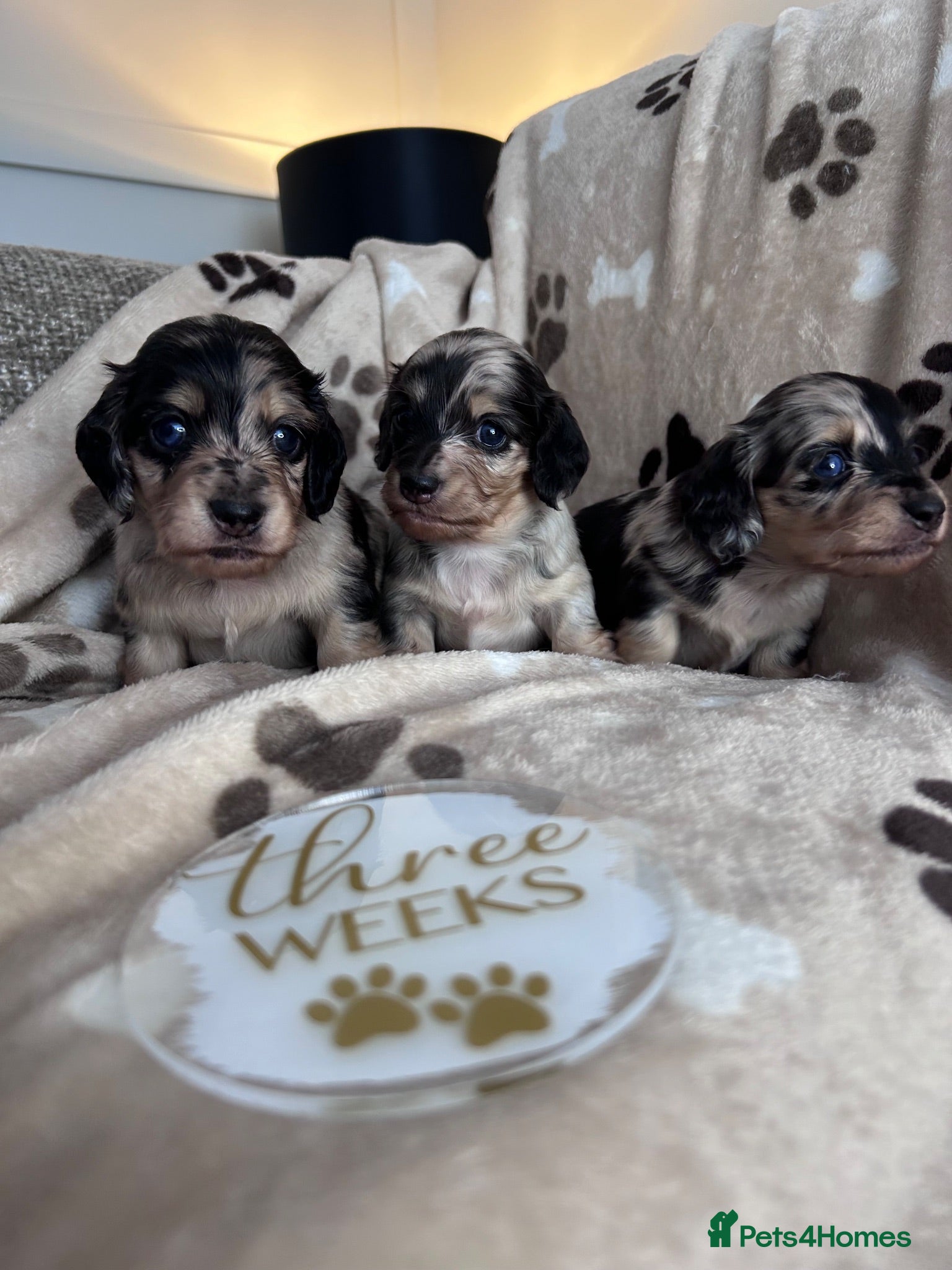 Miniature Dachshund dogs 🖤🍦 STUNNING SILVER DAPPLE & CREAM LONGHAIR 🍦🖤  - Advert 2