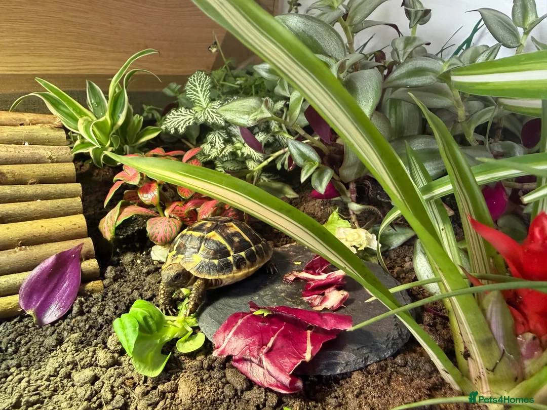 Tortoise reptiles for sale: Western Dwarf Herman Tortoise - Advert 1