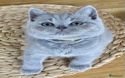 British Shorthair cats for sale: Gorgeous Blue and Lilac British shorthairs - Advert 1