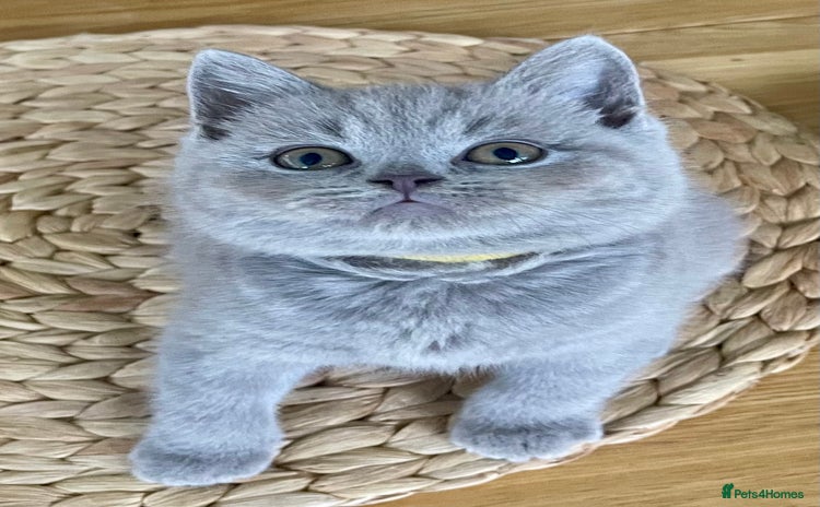 British Shorthair cats Gorgeous Blue and Lilac British shorthairs - Advert 1