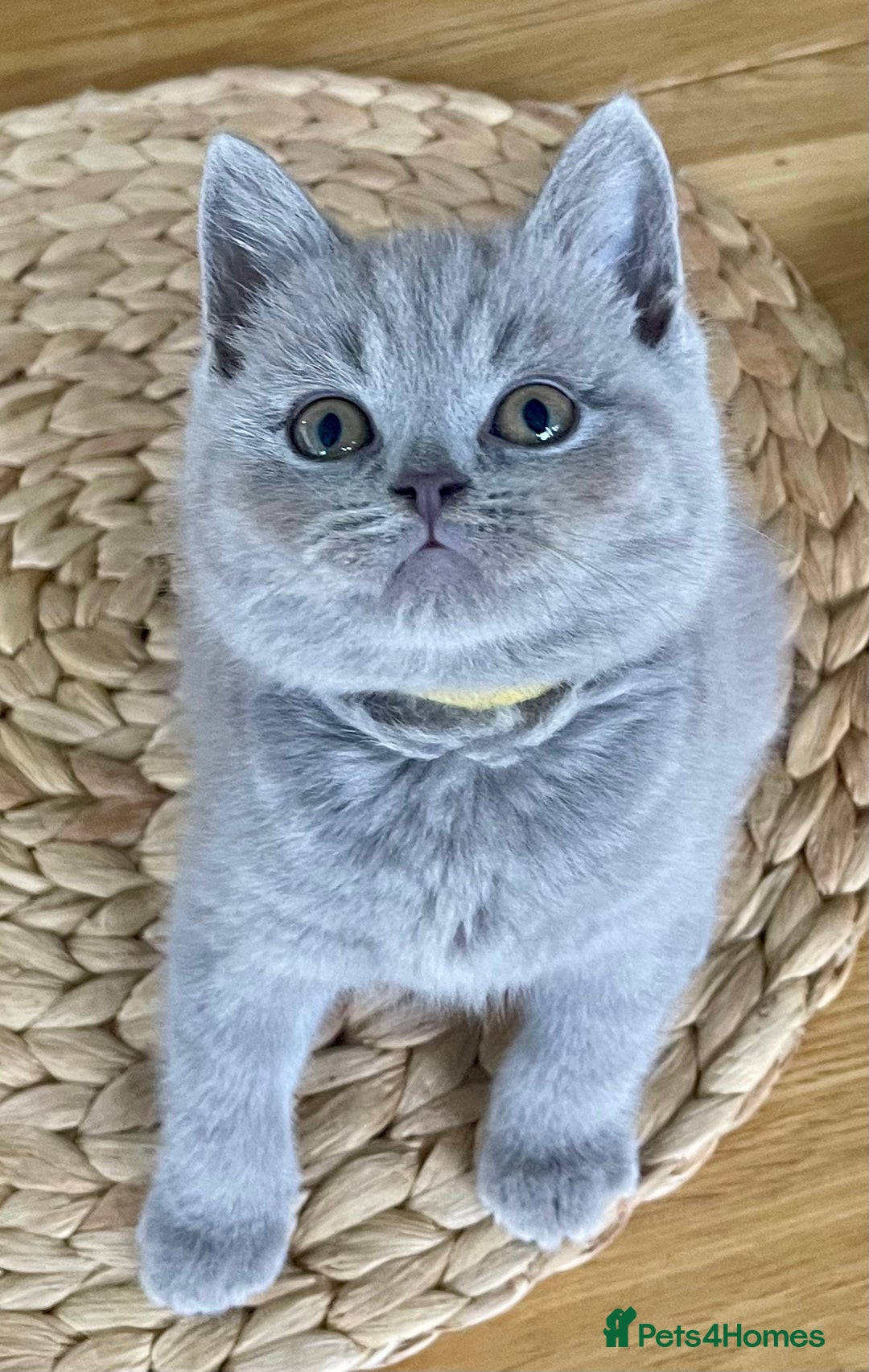 British Shorthair cats for sale: Gorgeous Blue and Lilac British shorthairs - Advert 1