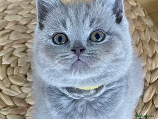 British Shorthair cats for sale: Gorgeous Blue and Lilac British shorthairs - Advert 1