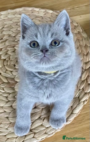 British Shorthair cats Gorgeous Blue and Lilac British shorthairs - Advert 2