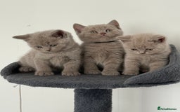 British Shorthair cats for sale: British shorthair kittens  - Image 11