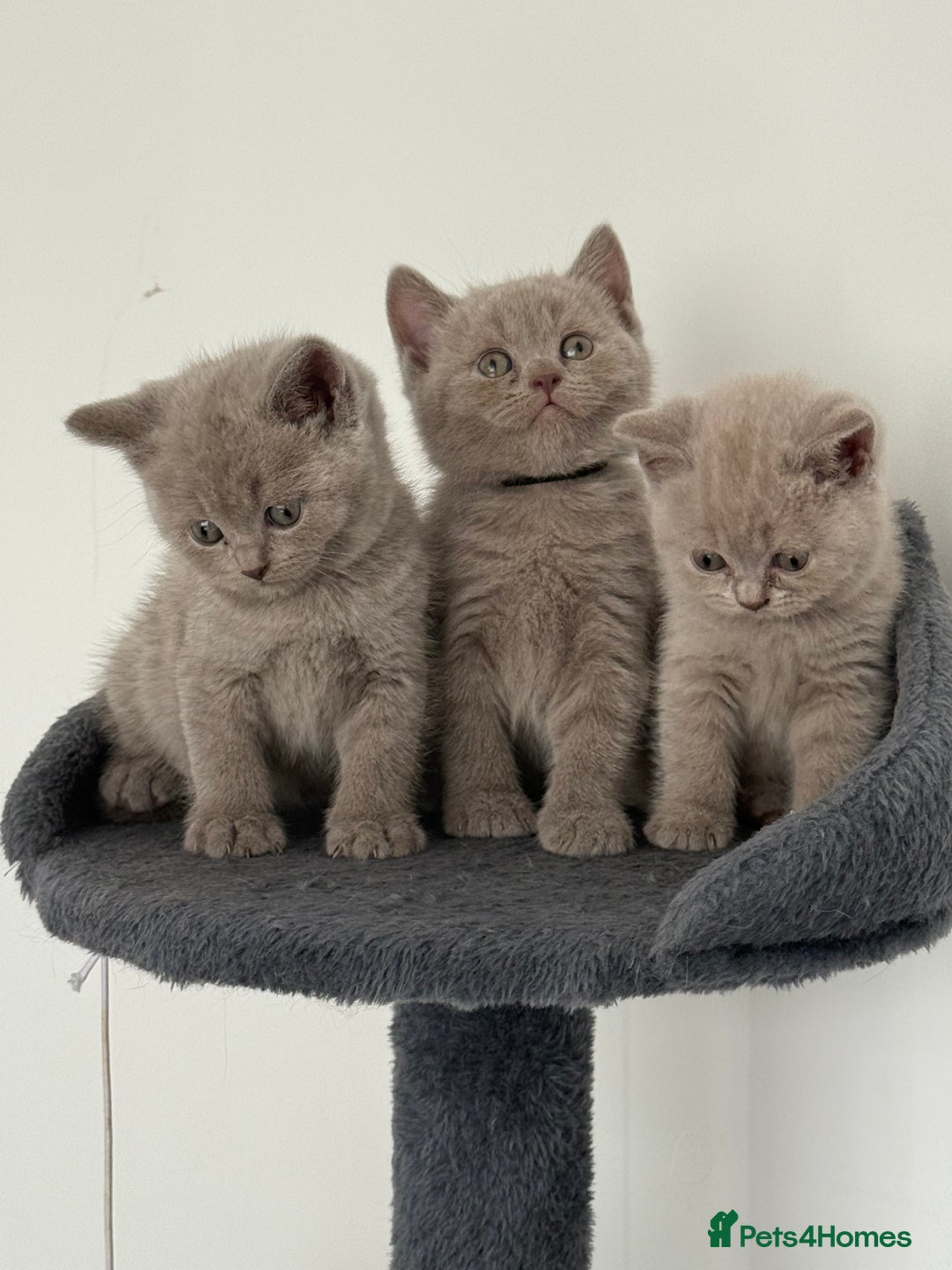 British Shorthair cats for sale: British shorthair kittens  - Image 11